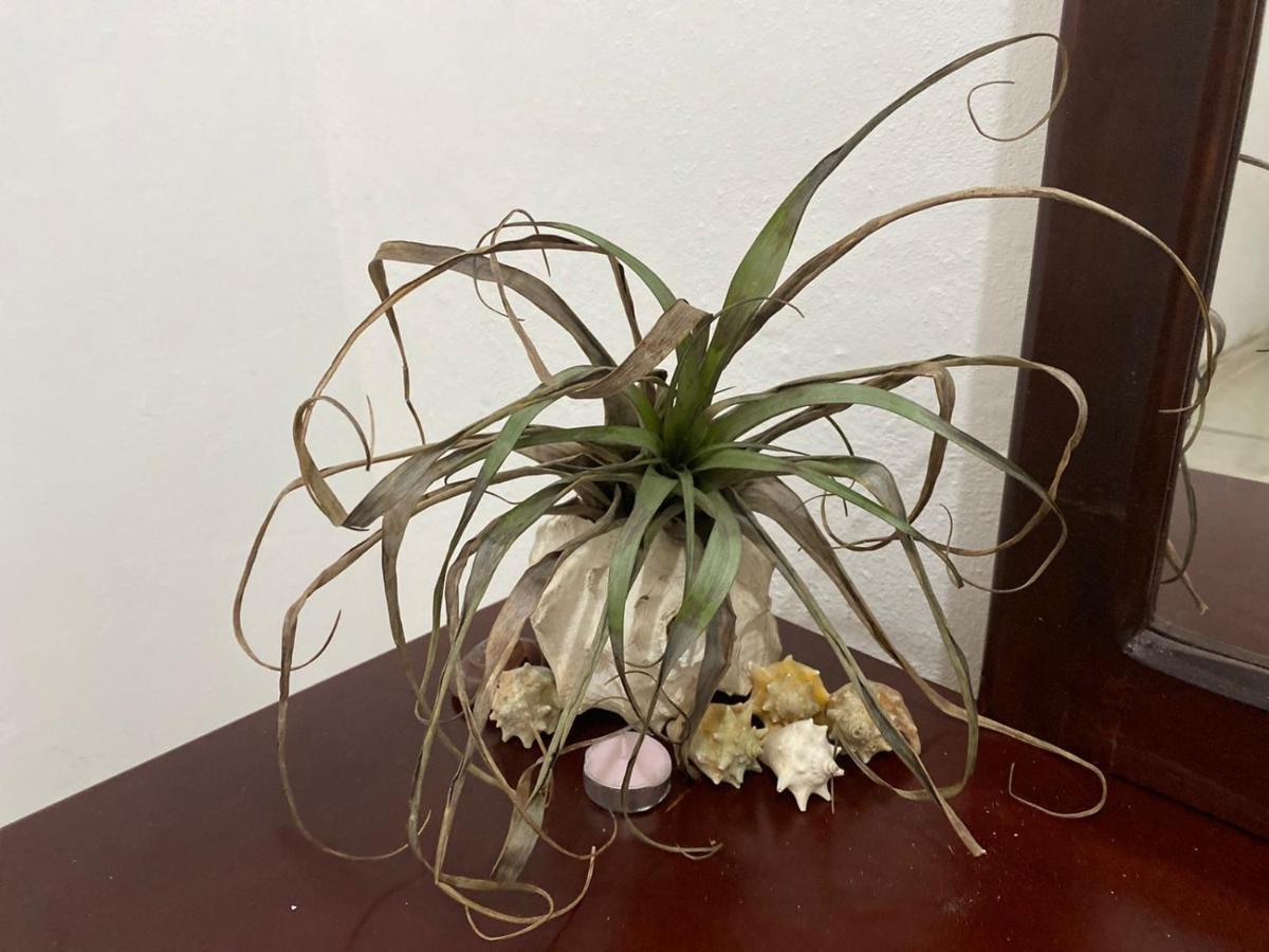 The Water Melon House Apartment Samana ภายนอก รูปภาพ